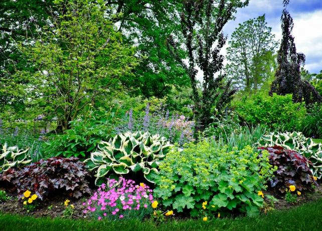 plante frumoase de grădină de primăvară în mai în Babilon, Long Island